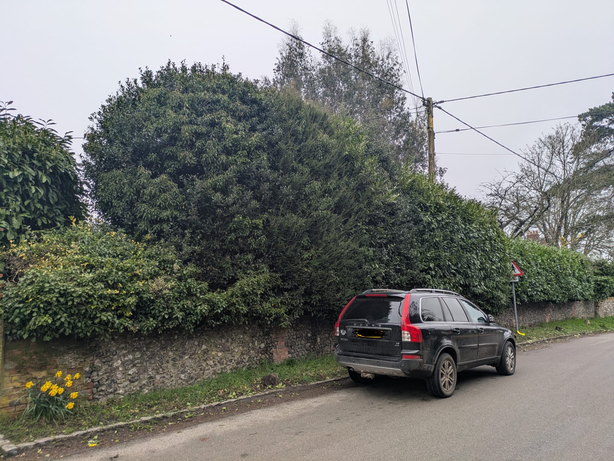 Overgrown hedge and shrubs before a full tidy-up for a private home near Skirmett