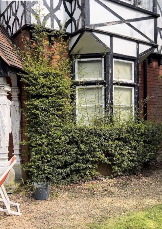 Front hedge cut back with entrance edge cleared after cutting for a private home near Skirmett