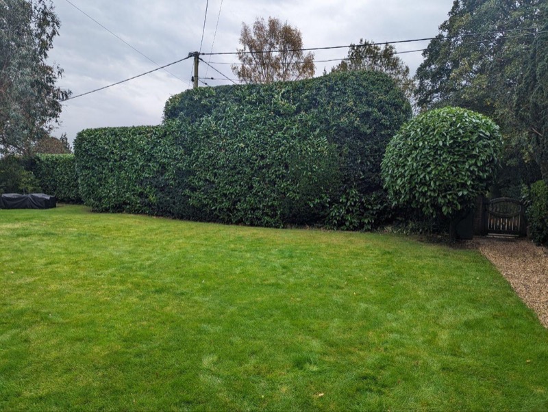 Overgrown boundary hedge before cutting and reduction for a private home near Skirmett